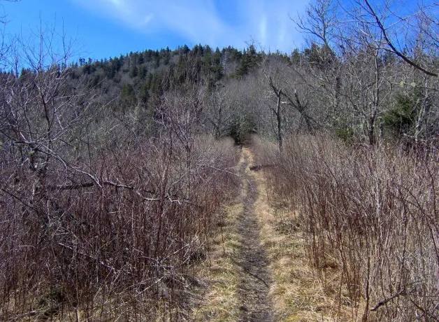 He Came Back to His Own Funeral — Twice: The Appalachian Man Who Died on Paper and Kept Showing Up