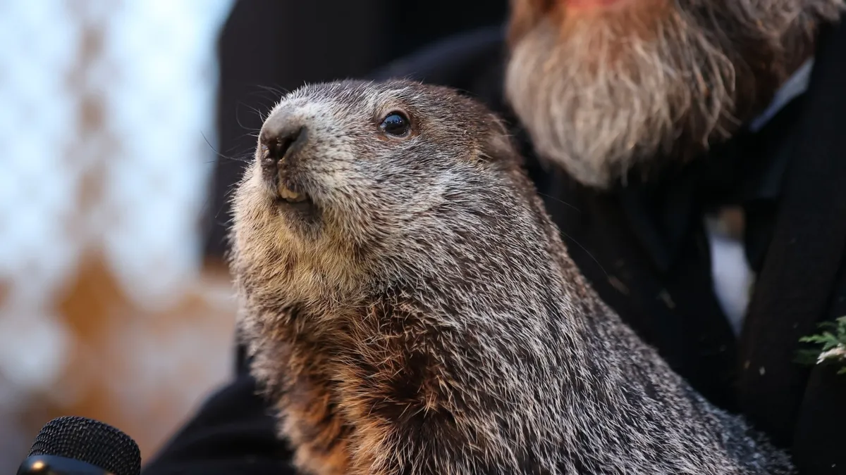 Punxsutawney Phil